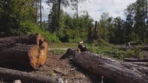 Best Tree Mulching  in Woodway, TX