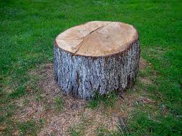 Trusted Woodway, TX Tree Services Experts
