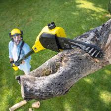 Best Leaf Removal  in Woodway, TX