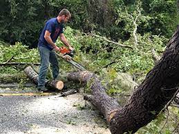 Reliable Woodway, TX Tree Services Solutions