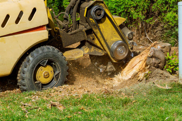 Best Leaf Removal  in Woodway, TX