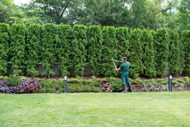 Best Fruit Tree Pruning  in Woodway, TX