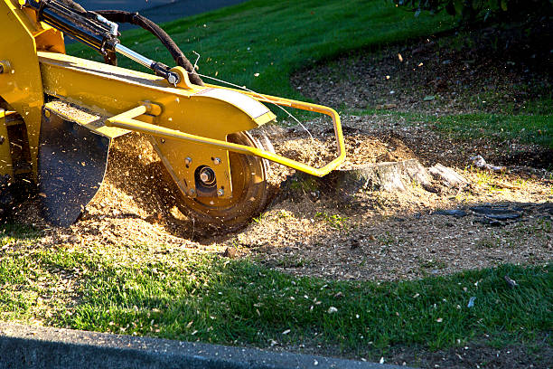 Best Tree Disease Treatment  in Woodway, TX