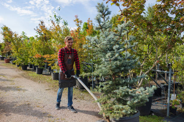 Best Tree Removal  in Woodway, TX